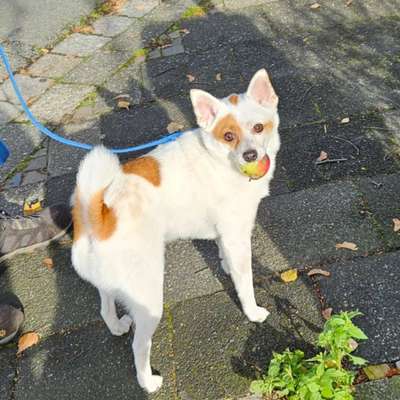 Hundetreffen-Hundetreffen zwecks Kennenlernen ( der Hunde )-Bild