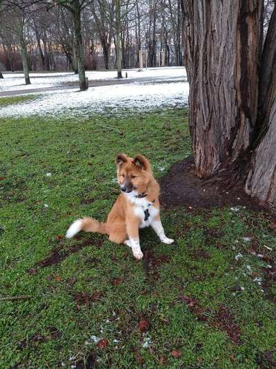 Hundetreffen-Training und Spiel-Bild