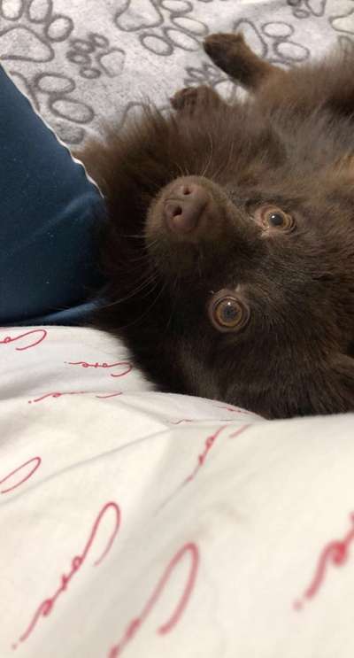 Dogorama Photo Challenge - Hundeblick zum hinschmelzen-Beitrag-Bild