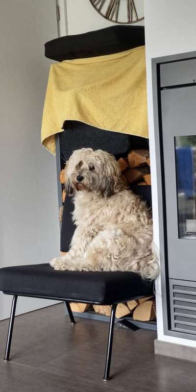 Tibet Terrier-Beitrag-Bild