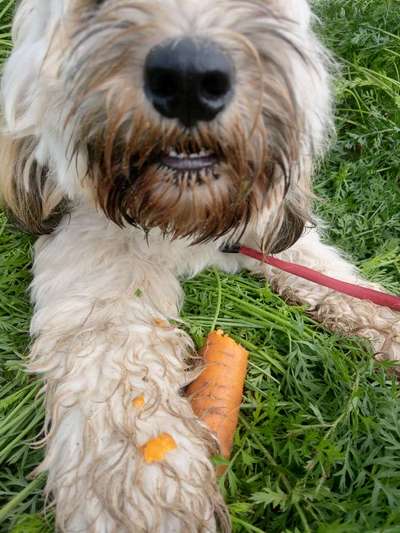 Tibet Terrier-Beitrag-Bild