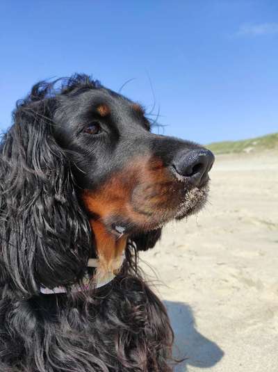 Gordon Setter-Beitrag-Bild
