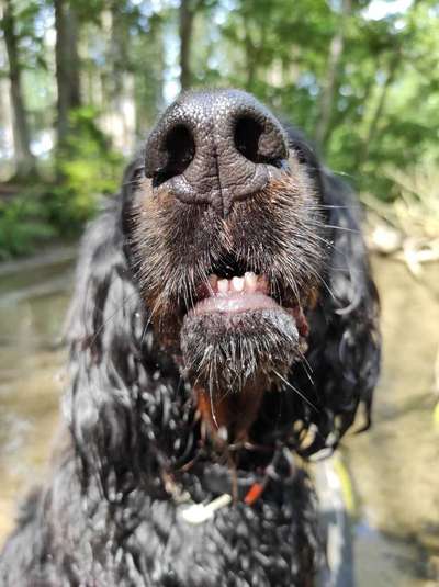 Zeigt mir die tollste Nahaufnahme von eurer Fellnase-Beitrag-Bild
