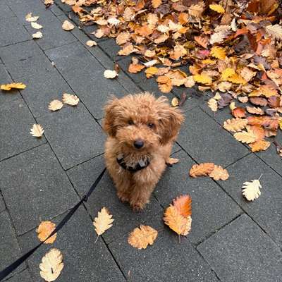 Hundetreffen-Welpentreffen Oberhausen-Bild