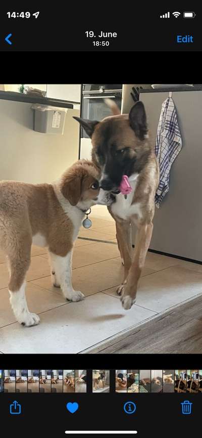 Schäferhund-Beitrag-Bild