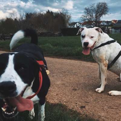 Hundetreffen-Spielbuddy gesucht-Bild