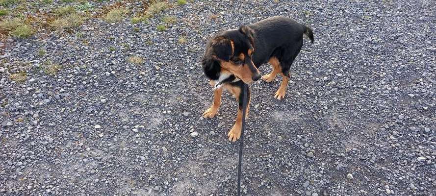 Auslandstierschutz-Beitrag-Bild