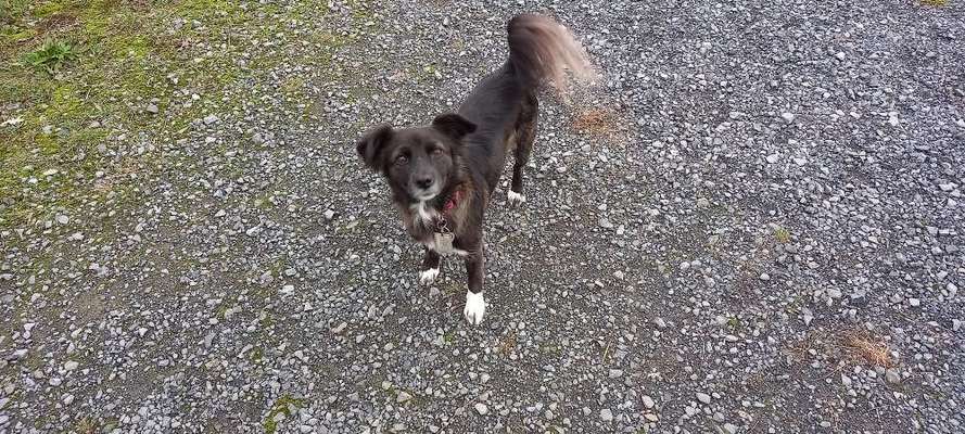 Auslandstierschutz-Beitrag-Bild