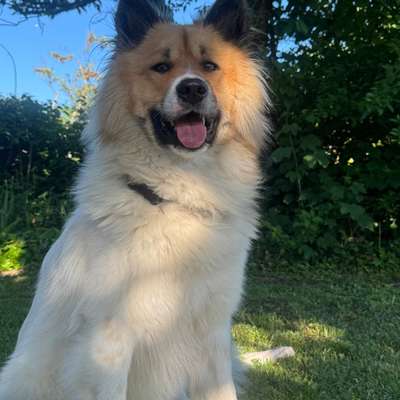 Hundetreffen-Gassirunden mit viel Spielen gesucht-Bild