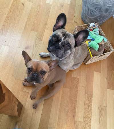 Französische Bulldoggen-Beitrag-Bild