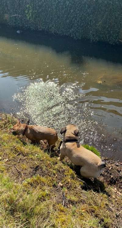 Challenge 23 : "  Euer Hund beim Frühlingserwachen "-Beitrag-Bild