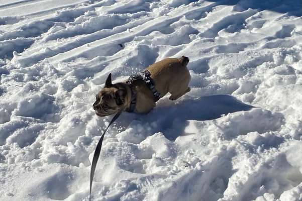 Die Dogorama Kalender Challenge Teil 2/4-Beitrag-Bild