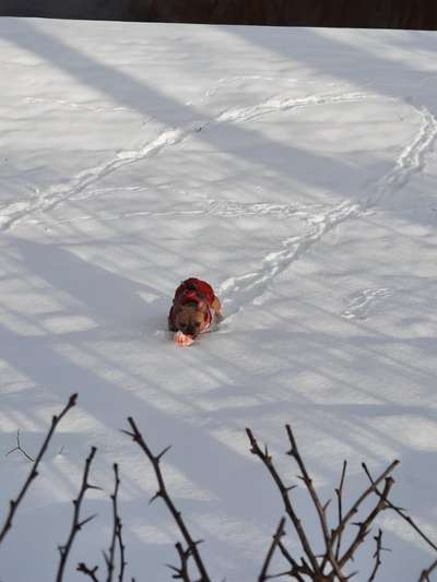 Die Dogorama Kalender Challenge Teil 2/4-Beitrag-Bild