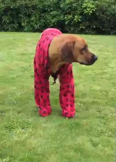 Hunde Memes-Beitrag-Bild