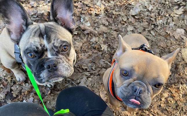 Zeigt her eure Frenchi-Beitrag-Bild