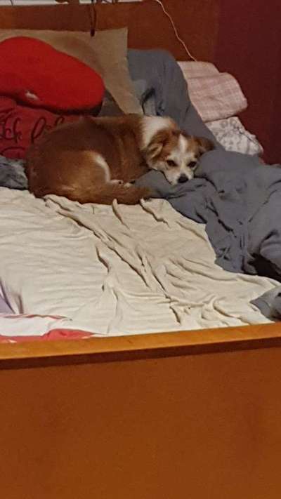 Dogorama Photo Challenge - Hundeblick zum hinschmelzen-Beitrag-Bild