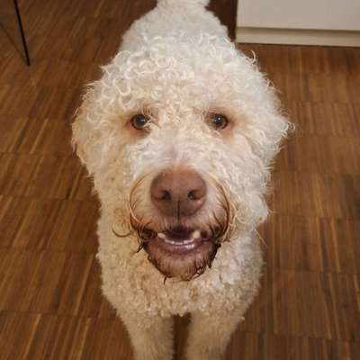 Hundetreffen-Gassi oder Spielrunden-Bild