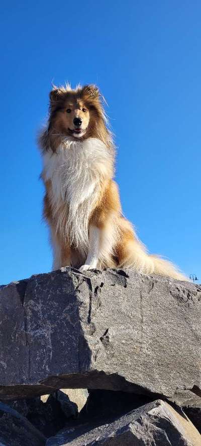 Collies -wo seid ihr?-Beitrag-Bild