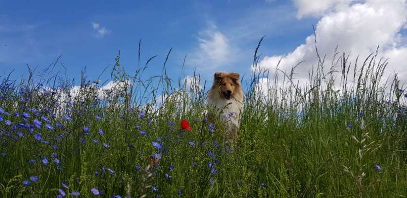 Collies -wo seid ihr?-Beitrag-Bild
