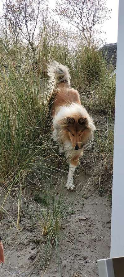 Collies -wo seid ihr?-Beitrag-Bild