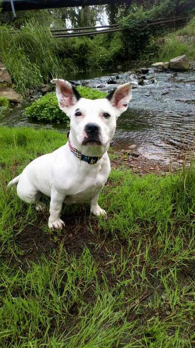 Mischlingshunde Foto Aufruf-Beitrag-Bild