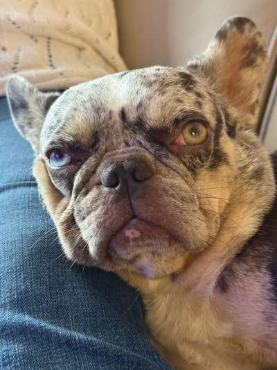 Hundetreffen-Gassi gehen und Spielen-Bild