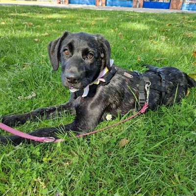Hundetreffen-Gemeinsame Hunderunde am Tor9 in Nettetal-Bild