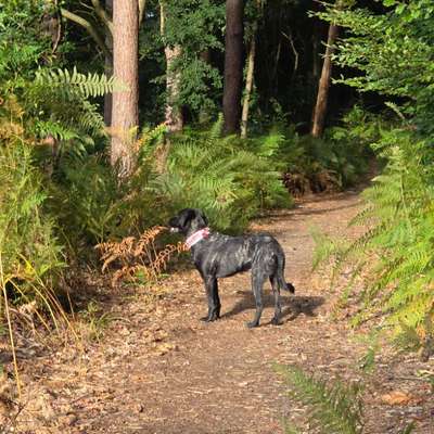Hundetreffen-Gassi und Spielpartner gesucht-Bild