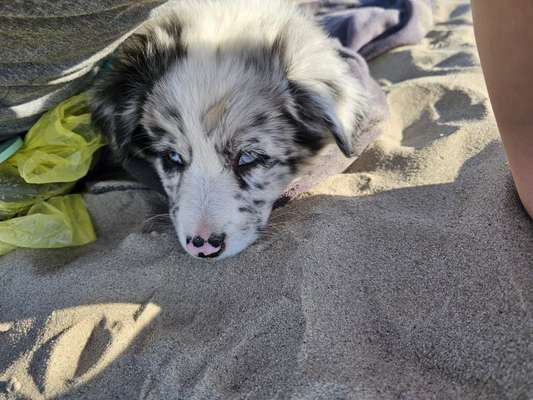 Hundetreffen-Welpentreff-Bild