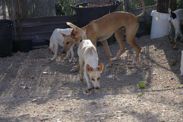 TierschutzhundeStammtisch🐕-Beitrag-Bild
