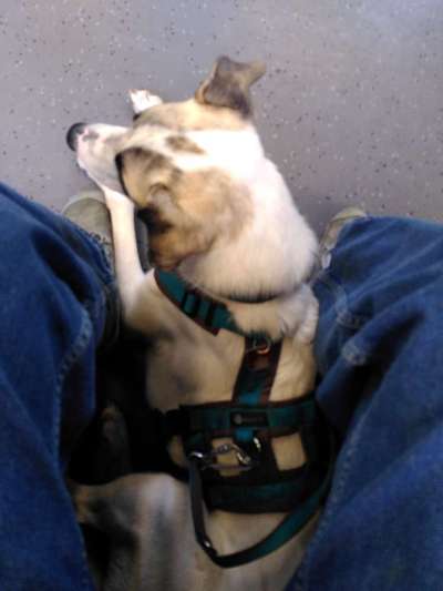 TierschutzhundeStammtisch🐕-Beitrag-Bild