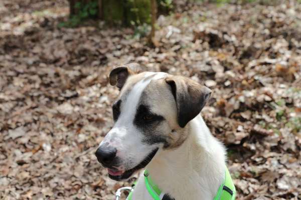 TierschutzhundeStammtisch🐕-Beitrag-Bild