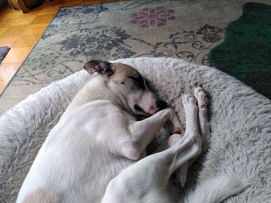 TierschutzhundeStammtisch🐕-Beitrag-Bild