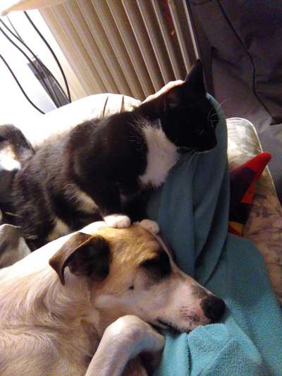 TierschutzhundeStammtisch🐕-Beitrag-Bild