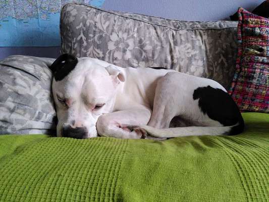 TierschutzhundeStammtisch🐕-Beitrag-Bild