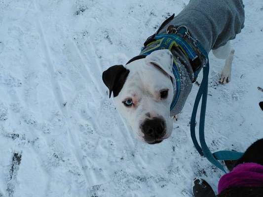 TierschutzhundeStammtisch🐕-Beitrag-Bild