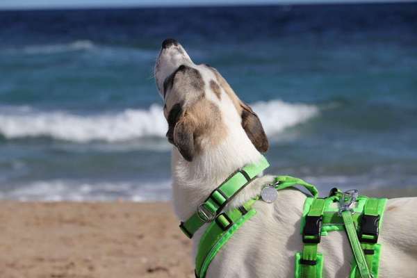 TierschutzhundeStammtisch🐕-Beitrag-Bild