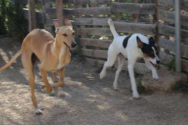TierschutzhundeStammtisch🐕-Beitrag-Bild