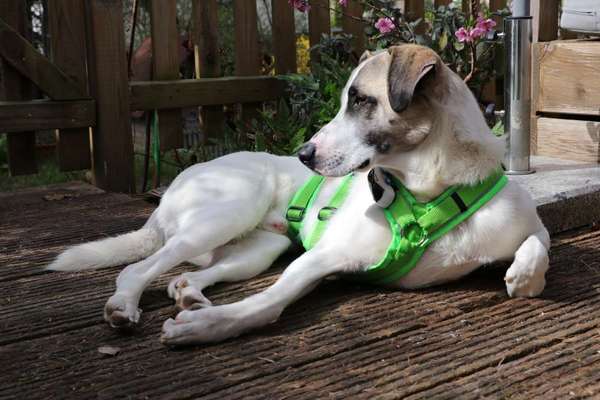 TierschutzhundeStammtisch🐕-Beitrag-Bild