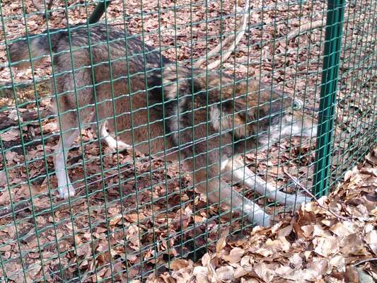TierschutzhundeStammtisch🐕-Beitrag-Bild