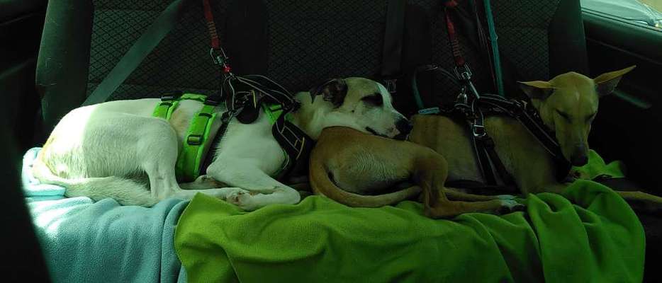 TierschutzhundeStammtisch🐕-Beitrag-Bild