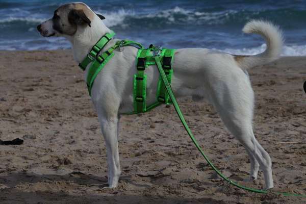 TierschutzhundeStammtisch🐕-Beitrag-Bild