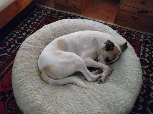 TierschutzhundeStammtisch🐕-Beitrag-Bild