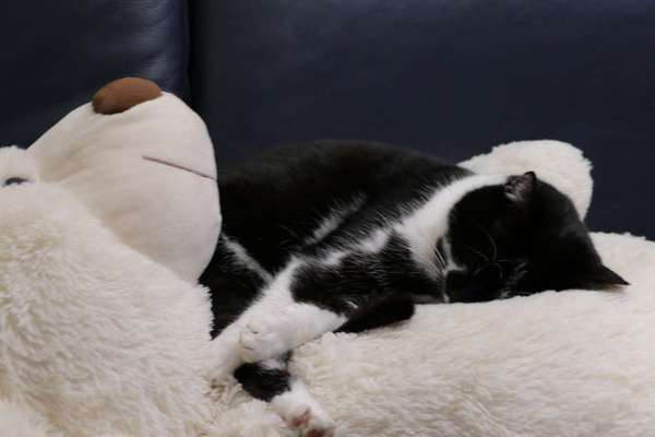 TierschutzhundeStammtisch🐕-Beitrag-Bild