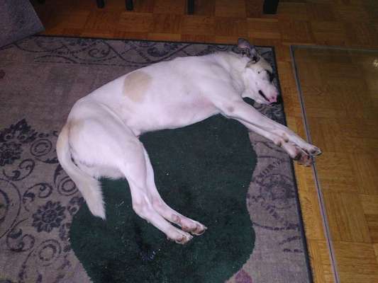 TierschutzhundeStammtisch🐕-Beitrag-Bild