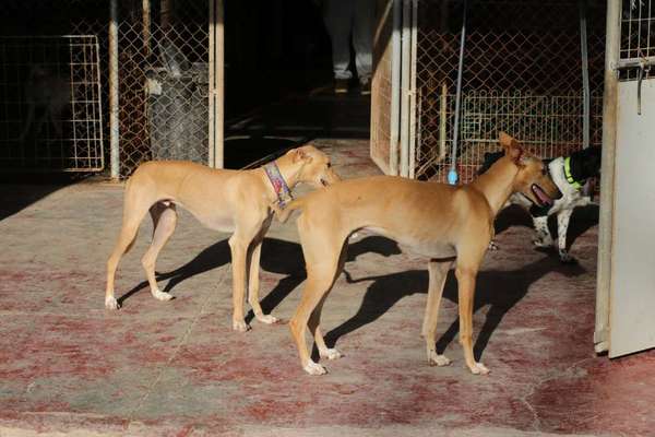 TierschutzhundeStammtisch🐕-Beitrag-Bild