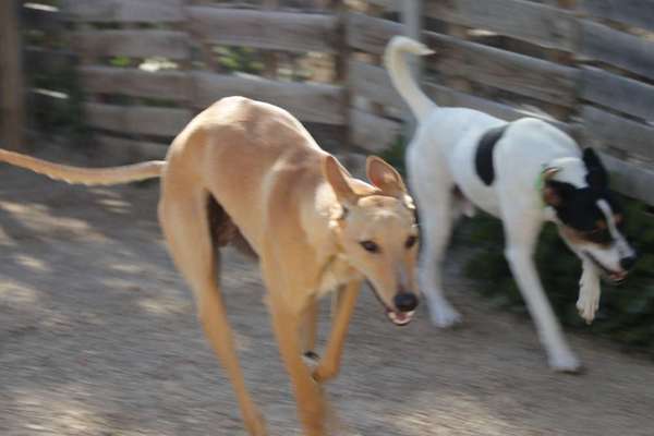TierschutzhundeStammtisch🐕-Beitrag-Bild