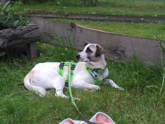 TierschutzhundeStammtisch🐕-Beitrag-Bild