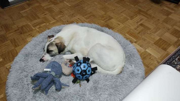 TierschutzhundeStammtisch🐕-Beitrag-Bild