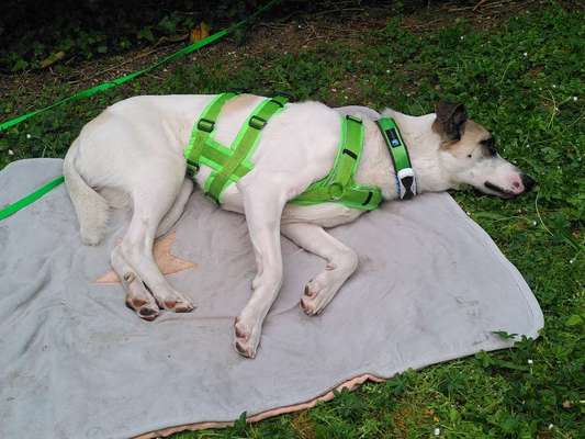 TierschutzhundeStammtisch🐕-Beitrag-Bild